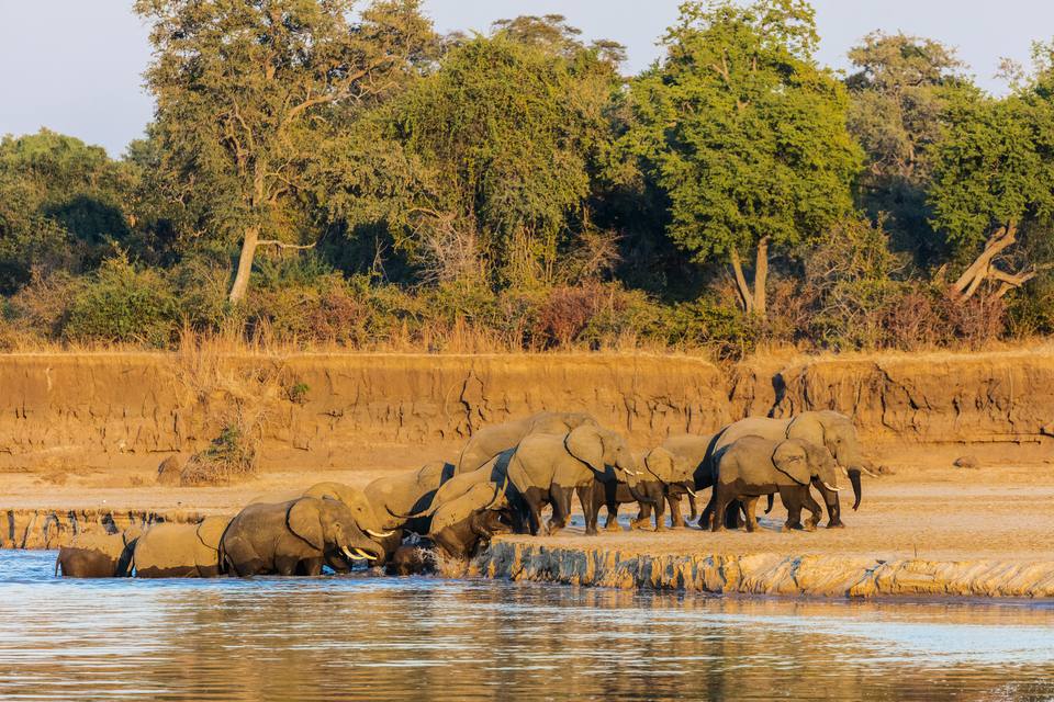 Image result for Luangwa National Park