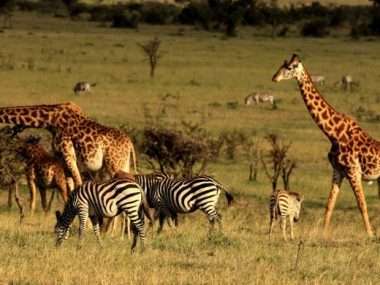 Image result for Masai Mara