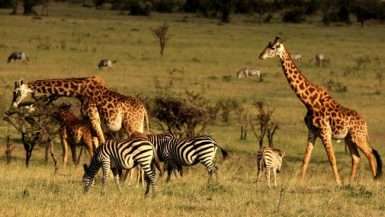 Image result for Masai Mara