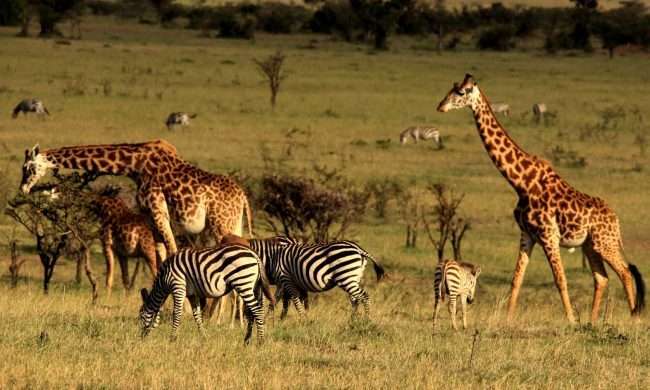 Image result for Masai Mara
